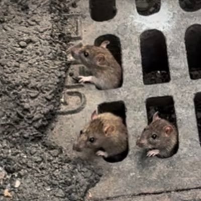 doncha love em? I am interested in all things RAT RELATED in NYC. Send me your pix and sighting. I will post