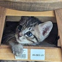 譲渡型保護ハウス日向ぼっこ 小野加代子 (@izumi20325) 's Twitter Profile Photo 譲渡型保護ハウス日向ぼっこ 小野加代子 (@izumi20325) 's Twitter Profile Photo