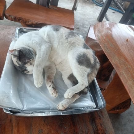 ciraway11122172's profile picture. สนุกสนาน