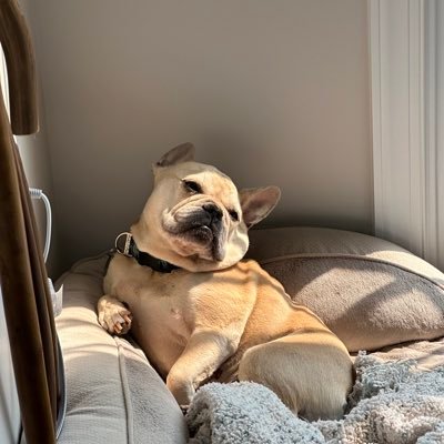 schnoozey's profile picture. 