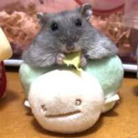 haru0202 (@haru02029) 's Twitter Profile Photo haru0202 (@haru02029) 's Twitter Profile Photo