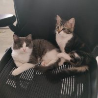 RAW-MumDefig (@itsbwokenfig) 's Twitter Profile