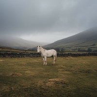 Mule Britannia (@mulebritannia) 's Twitter Profile Photo Mule Britannia (@mulebritannia) 's Twitter Profile Photo