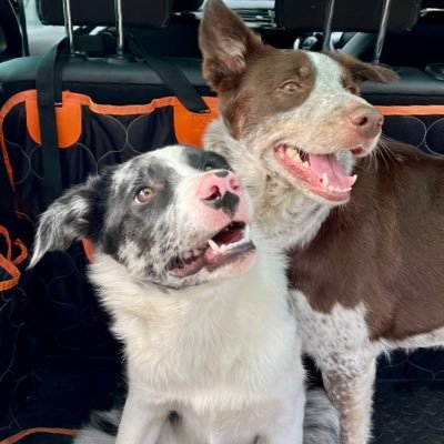 Mobile Dog Grooming Salon 🐕 Taking the stress out of your dogs next groom 🐾 #Penrith #Cumbria 07467155081 ❤️