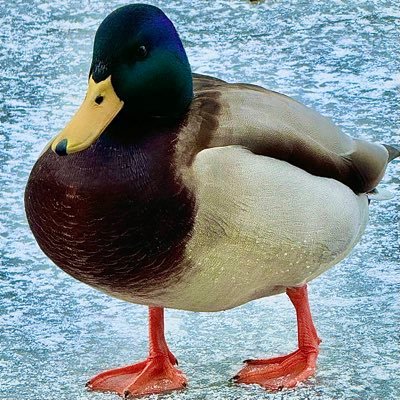 motchi95527935's profile picture. 