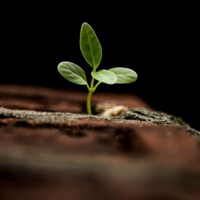Sustainability proponent 🌱 | Enthusiast in environment, agriculture, and holistic healing | Eager to learn and contribute to innovative solutions & policies 🌍