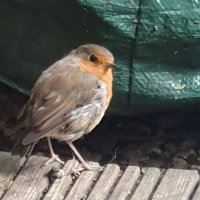 DavidJepson (@djfrombristol) 's Twitter Profile