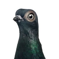 Mr Pageon (@godzero0v0) 's Twitter Profile