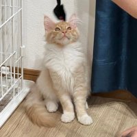 みろ👶4/16予定10年ぶり第2子マタ垢 (@milo20250416) 's Twitter Profile