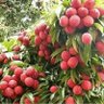 Poudeltp29's profile picture. तितो छु एकदम तितो 
   निम जस्तै छु !!
गुलियो मन पर्नेहरुलाई 
  नपच्न पनि सक्छु !!!
          B+ve