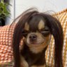 miawgany's profile picture. 