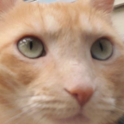 napalmbukake's profile picture. Words are cheap