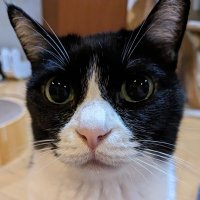 one (@snotan_dream) 's Twitter Profile
