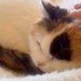 猫猫✯࿐⋆ (@31_meow) Twitter profile photo 猫猫✯࿐⋆ (@31_meow) Twitter profile photo