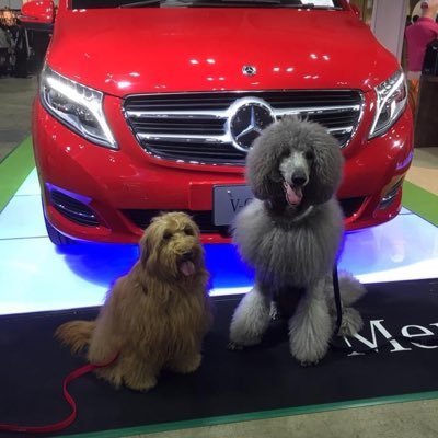 aito_dog's profile picture. 埼玉県でブリーダーをやってます。犬種はプードル、チワワ、フレブル、柴犬等です。子供が7人、犬40匹、猫7匹に毎日奮闘中。とりあえず将来の子供達に恥じないような国になってもらいたい！その為にやれる事はやるつもりで！  #埼玉県ブリーダー#プードルブリーダー#ティーカッププードルブリーダー#上尾ブリーダー#子供７人