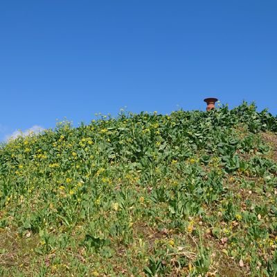 TSU79116572's profile picture. 城好き