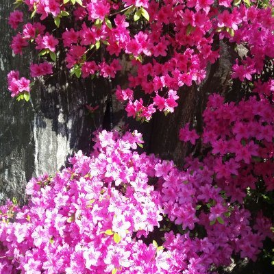 A2045867415959's profile picture. 