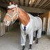 A Fast Horse Punting 🫡 (@thefasthorse123) Twitter profile photo A Fast Horse Punting 🫡 (@thefasthorse123) Twitter profile photo