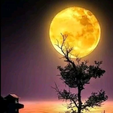 mdbayezid111's profile picture. 