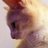 shiawasenyanko's profile image