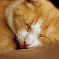 お金の悩み解決術やおトクな情報など共有したりしています。自分がお金に苦労したのでお金に苦しんでいる人を助けたいと思い、少しですが10万円プレゼント企画をしています。 なくなり次第終了➡ https://t.co/kdo98IoJ6N