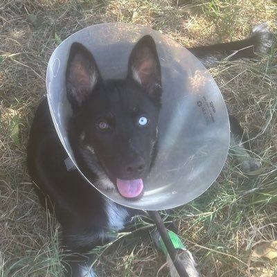 jaredva61173042's profile picture. not a professional financial advisor just believe doge is priceless! it’s the only crypto with heart.