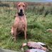 Dave Hendo Henderson (@hendoh2615) Twitter profile photo Dave Hendo Henderson (@hendoh2615) Twitter profile photo