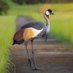 Uganda One (@ugandaon1) Twitter profile photo Uganda One (@ugandaon1) Twitter profile photo