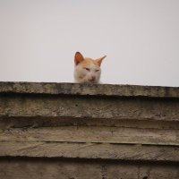 febri (@phantom_pdi) 's Twitter Profile