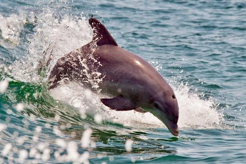 Must-do in Panama City Beach.Sea Screamer's 2hr cruises have it all - See the sights & dolphin,Choose a cruise! Daytime/Sunset