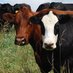 Iowa's Center for Agricultural Safety and Health (@iowasafefarming) Twitter profile photo Iowa's Center for Agricultural Safety and Health (@iowasafefarming) Twitter profile photo
