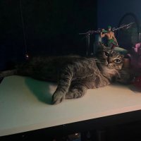 Cuzzjet Tygar 💜✨ LIVE2D COMMISSION OPEN✨💜 (@cuzzjett) 's Twitter Profile