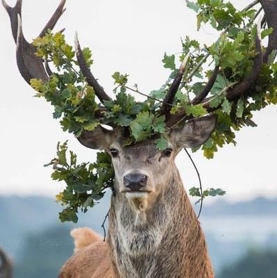 randomlettering's profile picture. Budding Horticulturalist. Antifa. No one's going to save us. Blame my phone for typos, get a real argument.
@randomlettering.bsky.social