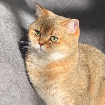 Sushi The Cat 🐾 🐈 I rate children's books between naps 😼💤📚 Follow for purrfect picks!