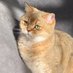 Sushi The Cat (@bookcatsushi) Twitter profile photo Sushi The Cat (@bookcatsushi) Twitter profile photo