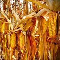 Direct Enterprises-Kansas-Missouri-Oklahoma (@bdallmandei) 's Twitter Profile Photo Direct Enterprises-Kansas-Missouri-Oklahoma (@bdallmandei) 's Twitter Profile Photo