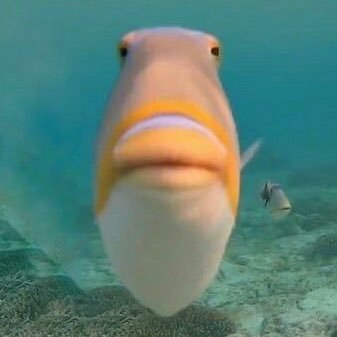 YearSpillway's profile picture. 24 | selective of who i accept please don't be offended!