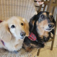 ももとあん🐾 (@momoann_memory) 's Twitter Profile