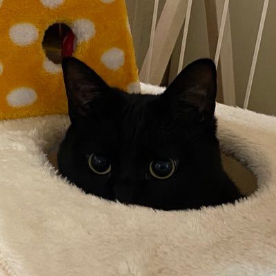 CatFromSat's profile picture. music,art,mathematics,jokes,novels