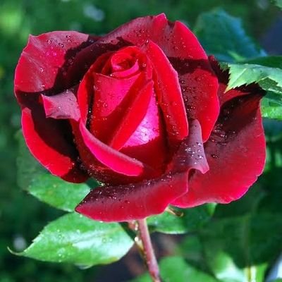 rosse88134's profile picture. 