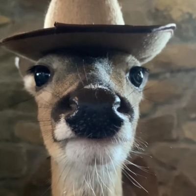 Aradiatheknown's profile picture. yo sueño

googledebunker