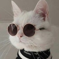 koos (@kecacheado) 's Twitter Profile