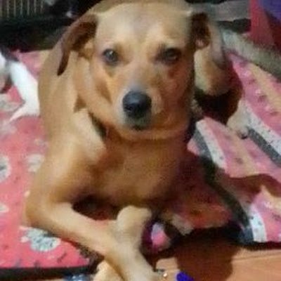 BalberdeAndre's profile picture. 