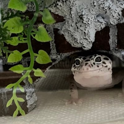 冬華さんのプロフィール画像