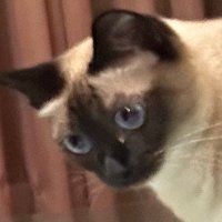 pu ddi n g (@ddi_pu17184) 's Twitter Profile