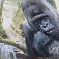 ちゅんころ🦍ちゅんころ杯戦開催! (@chunkoro_gori) 's Twitter Profile Photo ちゅんころ🦍ちゅんころ杯戦開催! (@chunkoro_gori) 's Twitter Profile Photo