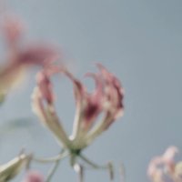 雫 (@amaf_sakuuu) 's Twitter Profile Photo