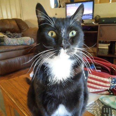We Take Care of Abandoned Cats
If You Can Help it Would Be Appreciated
#2024Trump #MAGA #Trump2024 #1Amendment #2Amendment #Ozzysworld8 #IFB
