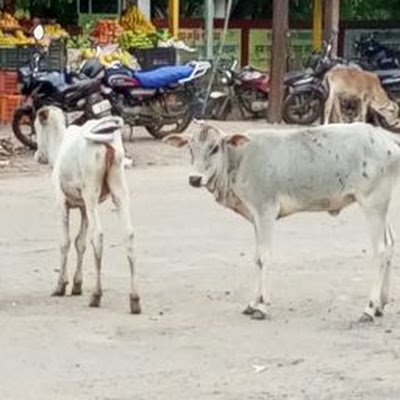 sheelusingh98's profile picture. 