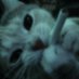 hooman (@navvieec) Twitter profile photo hooman (@navvieec) Twitter profile photo